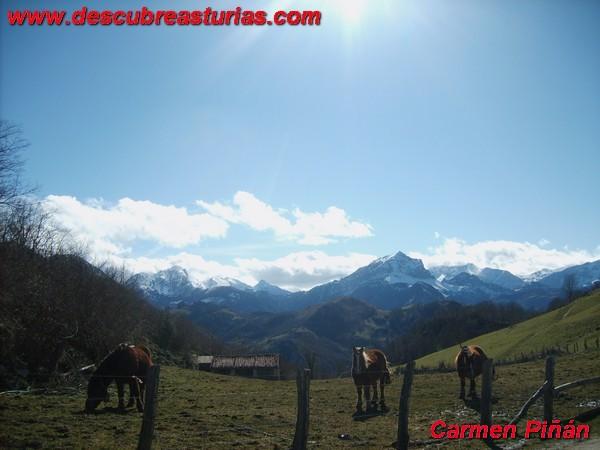 caballos